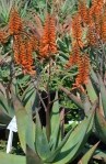 Aloe 'Koeleman's Orange'