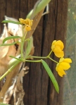 Senna flower 