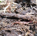 WORMS AND VERMICOMPOST